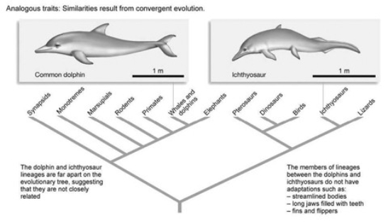<strong> We know the streamlined bodies shown in the accompanying figure are examples of homoplasy. If the following groups also had streamlined bodies, which of the groupings would give the most support to this body type being homologous?</strong> A) lizards and elephants B) pterosaurs, dinosaurs, and birds C) synapsids, monotremes, marsupials, rodents, and primates D) lizards, pterosaurs, dinosaurs, birds, synapsids, monotremes, marsupials, rodents, and primates E) elephants only