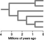 <strong> Which of the following is TRUE of all horizontally oriented phylogenetic trees, where time advances to the right?</strong> A) Each branch point represents a point in absolute time. B) Organisms represented at the base of such trees are descendants of those represented at higher levels. C) The fewer branch points that occur between two taxa, the more divergent their DNA sequences should be. D) The common ancestor represented by a branch point farther right existed more recently in time than the common ancestors represented at branch points located farther to the left. E) The more branch points there are, the fewer taxa are likely to be represented.