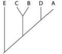 <strong>The question(s) below refer to the following table, which compares the % sequence homology of four different parts (two introns and two exons) of a gene that is found in five different eukaryotic species. Each part is numbered to indicate its distance from the promoter (for example, Intron I is the one closest to the promoter). The data reported for species A were obtained by comparing DNA from one member of species A to another member of species A. Based on the tabular data, and assuming that time advances vertically, which phylogenetic tree is the most likely depiction of the evolutionary relationships among these five species?</strong> A) B) C) D)