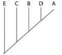 <strong>The question(s) below refer to the following table, which compares the % sequence homology of four different parts (two introns and two exons) of a gene that is found in five different eukaryotic species. Each part is numbered to indicate its distance from the promoter (for example, Intron I is the one closest to the promoter). The data reported for species A were obtained by comparing DNA from one member of species A to another member of species A. Based on the tabular data, and assuming that time advances vertically, which phylogenetic tree is the most likely depiction of the evolutionary relationships among these five species?</strong> A) B) C) D)