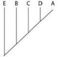 <strong>The question(s) below refer to the following table, which compares the % sequence homology of four different parts (two introns and two exons) of a gene that is found in five different eukaryotic species. Each part is numbered to indicate its distance from the promoter (for example, Intron I is the one closest to the promoter). The data reported for species A were obtained by comparing DNA from one member of species A to another member of species A. Based on the tabular data, and assuming that time advances vertically, which phylogenetic tree is the most likely depiction of the evolutionary relationships among these five species?</strong> A) B) C) D)