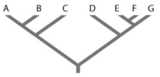 <strong> Refer to the accompanying figure. Which of the following forms a monophyletic group?</strong> A) A, B, C, D B) C and D C) D, E, and F D) E, F, and G