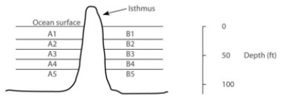 <strong>In the following figure, the isthmus separates the Pacific Ocean on the left (side A) from the Atlantic Ocean on the right (side B). The seawater on either side of the isthmus is separated into five depth habitats (1-5), with 1 being the shallowest. Why should deepwater shrimp on different sides of the isthmus have diverged from each other earlier than shallow-water shrimp?</strong> A) They have been geographically isolated from each other for a longer time. B) Cold temperatures, associated with deep water, have accelerated the mutation rate, resulting in faster divergence in deepwater shrimp. C) The rise of the land bridge was accompanied by much volcanic activity. Volcanic ash contains heavy metals, which are known mutagens. Ash fall caused high levels of heavy metals in the ocean sediments underlying the deep water, resulting in accelerated mutation rates and faster divergence in deepwater shrimp. D) Fresh water entering the ocean from the canal is both less dense and cloudier than seawater. The cloudy fresh water interferes with the ability of shallow-water shrimp to locate mating partners, which reduces the frequency of mating, thereby slowing the introduction of genetic variation.