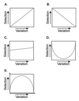 <strong>  Which of the graphs shown best represents the relationship between the intensity of directional selection and the genetic variation present within a population?</strong> A) Graph A B) Graph B C) Graph C D) Graph D E) Graph E <div style=padding-top: 35px> 