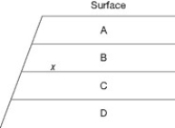 <strong>The following question(s) refer to the accompanying figure, which shows an outcrop of sedimentary rock whose strata are labeled A-D. If x indicates the fossils of two closely related species, neither of which is extinct, then their remains may be found in how many of these strata?</strong> A) one stratum B) two strata C) three strata D) four strata