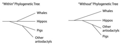 <strong>Use the following information and figure to answer the question(s) below. Traditionally, whales and hippopotamuses have been classified in different orders, the Cetacea and the Artiodactyla, respectively. Recent molecular evidence, however, indicates that the whales' closest living relatives are the hippos. This has caused some zoologists to lump the two orders together into a single clade, the Cetartiodactyla. There is no consensus on whether the Cetartiodactyla should be accorded order status or superorder status. This is because it remains unclear whether the whale lineage diverged from the lineage leading to the hippos before or after the other members of the order Artiodactyla (pigs, camels, etc.) diverged (see the accompanying figure). The figure contrasts the Within the artiodactyls origin of the whale lineage with the Without the artiodactyls origin of the whale lineage. One morphological feature of some modern cetaceans is a vestigial pelvic girdle. If it is determined that the cetacean lineage diverged from the artiodactyls' lineage after the divergence of pigs and other artiodactyla, then the vestigial pelvic girdle of cetaceans should be considered a shared ________.</strong> A) ancestral character of the cetartiodactyls B) derived character of the cetartiodactyls C) ancestral character of the cetaceans D) derived character of the cetaceans