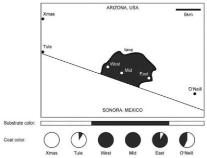 <strong>The following question(s) are based on information in Hopi E. Hoekstra, Kristen E. Drumm, and Michael W. Nachman, Ecological Genetics of Adaptive Color Polymorphism in Pocket Mice: Geographic Variation in Selected and Neutral Genes, Evolution 58(6), 2004: 1329-41. Refer to the figure above. In their investigation of natural selection on Mc1r alleles (the gene that determines coat color) in Arizona pocket mice, Hoekstra et al. determined the frequency of the D and d alleles in each population. They also determined the frequency of alleles for two neutral mitochondrial DNA genes (genes that do not affect and are not linked to coat color). Why did the researchers include the mitochondrial DNA genes as part of their experimental design?</strong> A) Allele change for the neutral mitochondrial genes serves as an experimental group and gives information on any general background genetic difference among these populations. B) Allele change for the neutral mitochondrial genes serves as a control and determines coat-color differences among these populations. C) Allele change for the neutral mitochondrial genes serves as an experimental group and gives information on coat-color differences among these populations. D) Allele change for the neutral mitochondrial genes serves as a control and gives information on any general background genetic difference among these populations. E) None of the above answers applies.