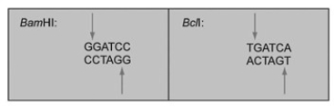 <strong>The restriction enzymes BamHI and BclI cut at the points indicated by arrows: If one sample of DNA was cut with BamHI and another with BclI, and these two samples were mixed and treated with DNA ligase, what would occur?</strong> A) No DNAs would be ligated (joined together). B) Only the BamHI-cut DNA would be ligated. C) Only the BclI-cut DNA would be ligated. D) Both BamHI-cut and BclI-cut DNAs would be ligated but only to DNA fragments cut with the same enzyme (for example, BamHI fragments would be ligated only to other BamHI fragments). E) Both BamHI-cut and BclI-cut DNAs would be ligated with no preference for which fragment is ligated to another.