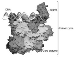 <strong> The enzyme complex associated with DNA in the associated figure is ________.</strong> A) helicase B) DNA polymerase C) RNA polymerase D) topoisomerase