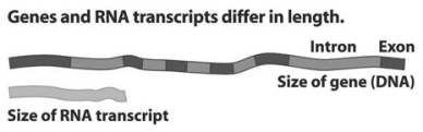 <strong> Refer to the figure associated with this question. The mRNA is smaller than the length of the DNA that codes for it because ________.</strong> A) the regulatory regions (exons) of the gene are not transcribed B) post-transcriptional modification removes the introns C) post-transcriptional modification removes the exons D) bases are added to the tail of the primary transcript