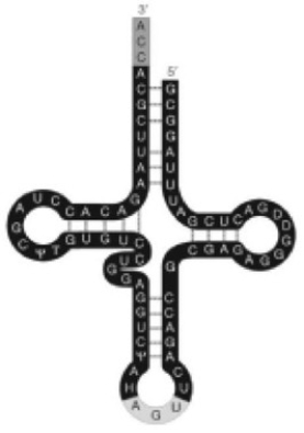 <strong> In the figure associated with this question, what is the function of the ACC sequence at the 3' end?</strong> A) It attaches to an amino acid. B) It base pairs with the codon of mRNA. C) It stabilizes the tRNA-amino acid complex. D) It is the active site of this ribozyme.