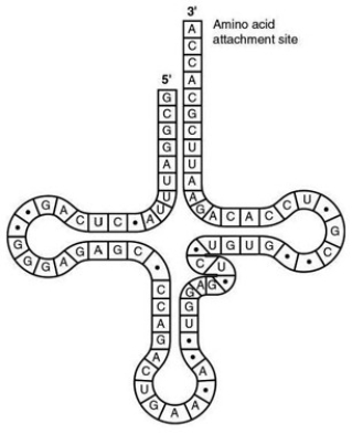 <strong> The tRNA shown with the previous question has its 3' end projecting beyond its 5' end. What will occur at this 3' end?</strong> A) The codon and anticodon complement one another. B) The amino acid binds covalently. C) The excess nucleotides (ACCA) will be cleaved off at the ribosome. D) The small and large subunits of the ribosome will attach to it. E) The 5' cap of the mRNA will become covalently bound.