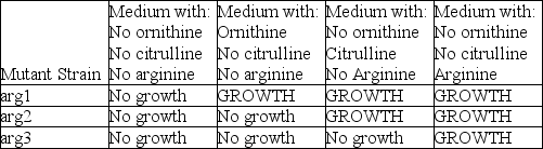 According to the table and the figure associated with this question, which enzyme is defective in the strain with the arg2 mutation?