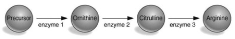 According to the table and the figure associated with this question, which enzyme is defective in the strain with the arg2 mutation?