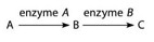 Refer to the metabolic pathway illustrated in the associated figure. If A, B, and C are all required for growth, a strain mutant for the gene encoding enzyme B would be able to grow on medium supplemented with ________.