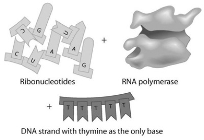 Given the DNA template shown in the associated figure, which of the following bases would you find in a complementary RNA strand and where would they be synthesized?