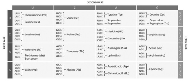 <strong>  Consider the following section of mRNA: UCUGAUGGGCUUU… Beginning with the start codon, which amino acids, in order, are coded for by this section of mRNA? Consult the codon table provided if necessary.</strong> A) serine, aspartic acid, glycine, leucine B) methionine, glycine, phenylalanine C) methionine, valine, glycine, phenylalanine D) threonine, methionine, glycine <div style=padding-top: 35px> 