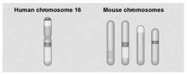 The associated figure shows a diagram of blocks of genes on human chromosome 16 and the locations of blocks of similar genes on four chromosomes of the mouse. The movement of these blocks suggests that ________.