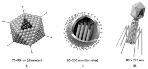 <strong> In the figure associated with this question, which of the three types of viruses shown would you expect to include a capsid(s)?</strong> A) I only B) II only C) III only D) I and II only E) I, II, and III