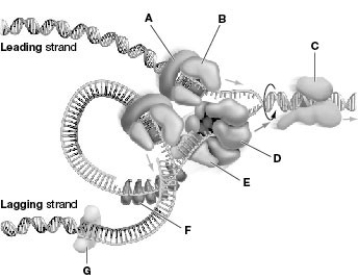 <strong> Refer to the figure associated with this question. Which structure is responsible for stabilizing DNA in its single-stranded form?</strong> A) A B) B C) C D) D