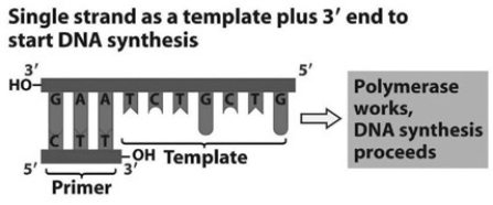 <strong> Refer to the figure associated with this question. What bases will be added to the primer as DNA replication proceeds? The bases should appear in the new strand in the order that they will be added starting at the 3' end of the primer.</strong> A) C, A, G, C, A, G, A B) T, C, T, G, C, T, G C) A, G, A, C, G, A, C D) G, T, C, G, T, C, T