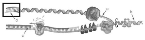 <strong> Identify the lagging strand during duplication of DNA starting from a double helix in the accompanying figure.</strong> A) a B) b C) c D) d