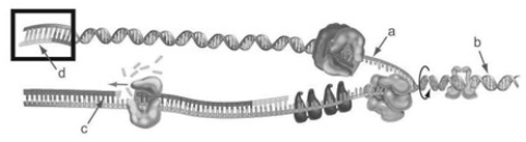 <strong> In the accompanying figure, which is the template strand?</strong> A) a B) b C) c D) d