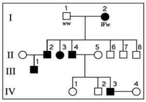 The following question(s) refer to the pedigree chart in the accompanying figure for a family, some of whose members exhibit the dominant trait, W. Affected individuals are indicated by a dark square or circle. -What is the probability that individual III-1 is Ww?