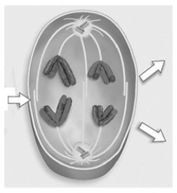 <strong> What phase of meiosis is seen in the accompanying figure?</strong> A) metaphase I B) metaphase II C) anaphase I D) anaphase II