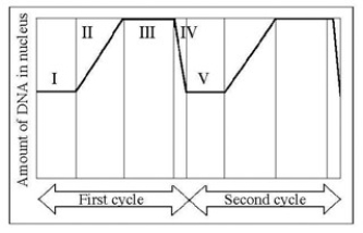 <strong>The following question(s) are based on the accompanying figure. In the figure, at which of the numbered regions would you expect to find cells at metaphase?</strong> A) I and IV B) II only C) III only D) IV only E) V only