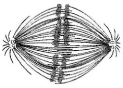 <strong> If the cell whose nuclear material is shown in the accompanying figure continues toward completion of mitosis, which of the following events would occur next?</strong> A) cell-membrane synthesis B) spindle fiber formation C) nuclear envelope breakdown D) formation of telophase nuclei E) synthesis of chromatids