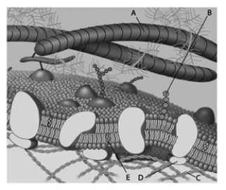 <strong>For the following question(s), match the labeled component of the cell membrane in the figure with its description.   Which component is a protein fiber of the extracellular matrix?</strong> A) A B) B C) C D) D E) E <div style=padding-top: 35px> 