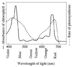 Use the accompanying figure to answer the question below. The figure shows the absorption spectrum for chlorophyll a and the action spectrum for photosynthesis. Why are they different?