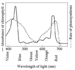 Use the accompanying figure to answer the question(s) below. -What wavelength of light in the figure is most effective in driving photosynthesis?