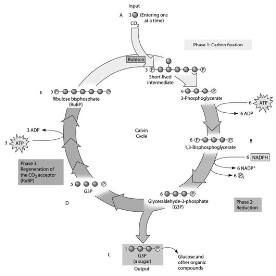 <strong>Use the accompanying figure and the molecules labeled A, B, C, D, and E to answer the following question.   Refer to the figure. If the carbon atom of each of the incoming CO2 molecules is labeled with a radioactive isotope of carbon, which organic molecules will be radioactively labeled after one cycle?</strong> A) C only B) B, C, D, and E C) C, D, and E only D) B and C only E) B and D only <div style=padding-top: 35px> 