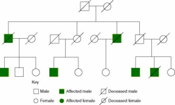 <strong>A female patient comes to the clinic with a family health history pedigree as shown in Figure 16-1. The patient wants to know whether she is at risk for a genetic disorder that shows up in the pedigree.The best response by the genetics nurse is:</strong> A)Definitely.As you see,two women have died from the disease. B)Maybe.You have three close female relatives who are affected. C)No.It appears that this disease seems to affect only the men in your family. D)This pedigree is not detailed or lengthy enough to be helpful.