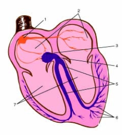 Item #1 on this image of the electrical flow within the heart is the ____________. ________________