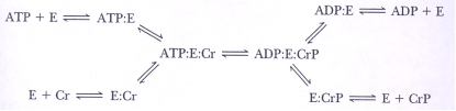 <strong>In the enzyme catalyzed reaction sequence below,can the E-PO₄- intermediate be predicted and why? </strong> A)Yes,the mechanism is a double-displacement reaction. B)Yes,the reaction fits the Ping-Pong model. C)No,the reaction is random single displacement. D)No,the reaction is double displacement.