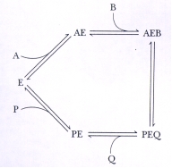 <strong>In the reaction mechanism below,which components are competitive for binding to free enzyme E? </strong> A)P and A B)A and B C)B and Q D)Q and A