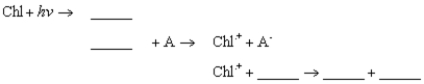 <strong>If A and B represent electron-transfer molecules adjacent to chlorophyll (Chl) in the membrane, fill in the reaction sequence: </strong> A) Chl; Chl; A−; Chl<sup>+</sup>; B− B) Chl*; Chl*; A−; Chl; B<sup>+</sup> C) Chl*; Chl*; A<sup>+</sup>; Chl−; B<sup>+</sup> D) Chl−; Chl−; A<sup>+</sup>; Chl; B− E) Chl−; Chl−; A−; Chl<sup>+</sup>; B−