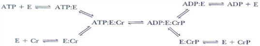 <strong>In the enzyme catalyzed reaction sequence below, can the E-PO<sub>4</sub>− intermediate be predicted and why? </strong> A) Yes, the mechanism is a double-displacement reaction. B) Yes, the reaction fits the ping-pong model. C) No, the reaction is random single-displacement. D) No, the reaction is double-displacement. E) None of the above.