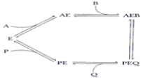 <strong>In the reaction mechanism below, ____ are competitive for binding to free enzyme E. </strong> A) P and A B) A and B C) B and Q D) Q and A E) All of the above