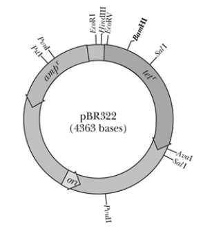<strong>If the pBR322 were treated with PstI in order to insert a gene into the plasmid, which of the following would be correct regarding cells that were transformed with the resulting vector? </strong> A) cells that contained the desired vector would be resistant to ampicillin but sensitive to tetracycline B) cells that contained the desired vector would be resistant to tetracycline but sensitive to ampicillin C) cells that contained the desired vector would be resistant to both ampicillin and tetracycline D) cells that contained the desired vector would be sensitive to both ampicillin and tetracycline E) none of the above