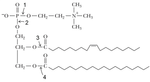 <strong>Which of the following bonds would be cleaved by phospholipase C?  </strong> A) 1 B) 2 C) 3 D) 4 E) none of the above <div style=padding-top: 35px> 