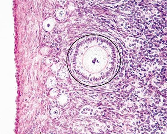 <strong>The structure enclosed in the circle is a(n) </strong> A) primordial follicle B) unilaminar primary follicle C) multilaminar primary follicle D) secondary follicle E) mature follicle