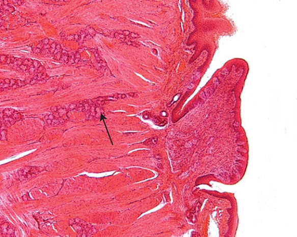 <strong>Identify the gland at the tip of the arrow </strong> A) glands of Blandin-Nuhn B) posterior mucous gland C) glands of von Ebner D) glands of Serres E) glands of Littre