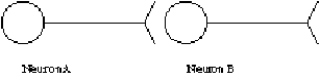 <strong>Consider the synapse shown schematically here.If neuron A causes neuron B to become hyperpolarized relative to B's resting state, </strong> A)neuron B is more likely to fire its own action potential. B)neuron B is less likely to release neurotransmitter molecules from its own axon terminal. C)neuron B is more likely to absorb extracellular potassium through voltage-gated channels. D)neuron B is less likely to absorb extracellular sodium through the sodium-potassium pump.