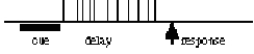 <strong>You conduct a single-cell recording study of a lateral prefrontal cortical cell while an animal performs a delayed-response task.Which of the following response profiles best matches the behavior of the cell if it is primarily involved in working memory function? (Each vertical line represents an action potential. )</strong> A) B) C) D)