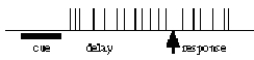 <strong>You conduct a single-cell recording study of a lateral prefrontal cortical cell while an animal performs a delayed-response task.Which of the following response profiles best matches the behavior of the cell if it is primarily involved in working memory function? (Each vertical line represents an action potential. )</strong> A) B) C) D)