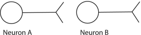 <strong>Consider the synapse shown schematically here. If neuron A causes neuron B to become hyperpolarized relative to B's resting state, </strong> A) neuron B is more likely to fire its own action potential. B) neuron B is less likely to release neurotransmitter molecules from its own axon terminal. C) neuron B is more likely to absorb extracellular potassium through voltage-gated channels. D) neuron B is less likely to absorb extracellular sodium through the sodium-potassium pump.